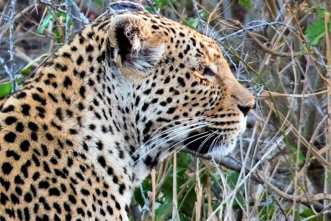 Kruger National Park Morning Game Drive from Hazyview - Key points at a glance