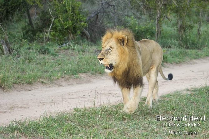 Kruger National Park Morning Game Drive from Hazyview - From Hazyview to the Kruger gates