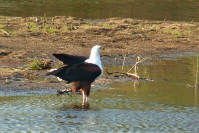 Kruger National Park Morning Game Drive from Hazyview