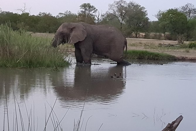 Kruger National Park Morning Game Drive from Hazyview - Who should book this morning drive?