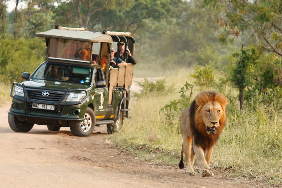 Kruger National Park Morning Safari - Key points to know before you book