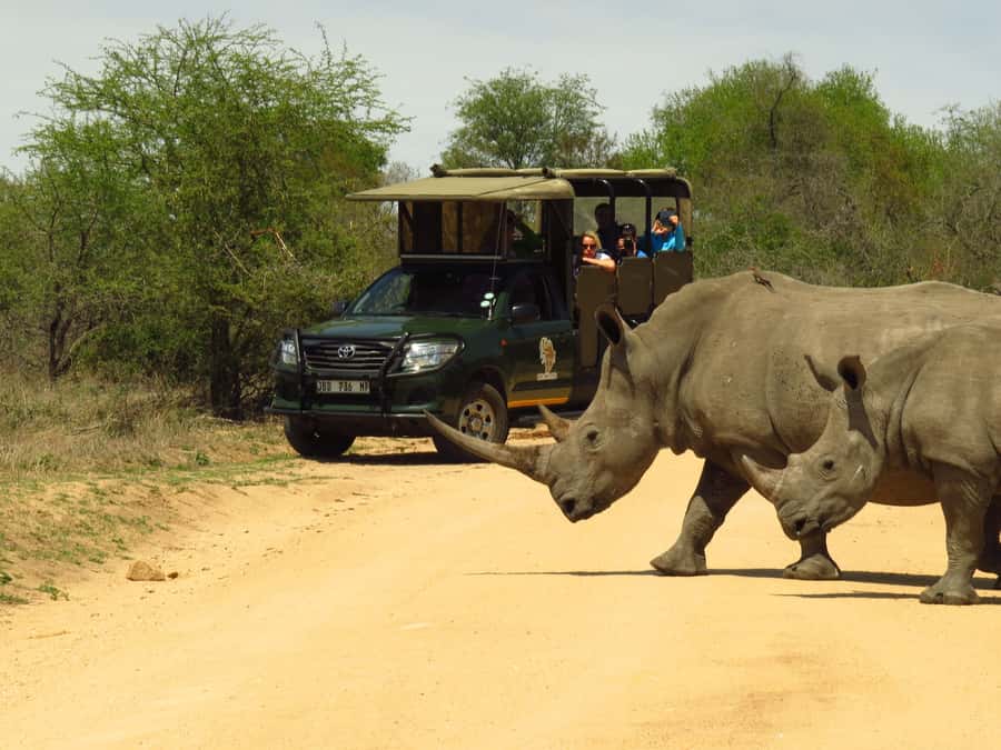 Kruger National Park Morning Safari - Open safari vehicle or air-conditioned comfort