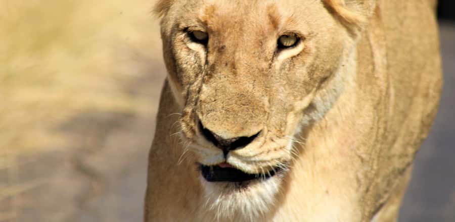 Kruger National Park Morning Safari - Looking for the Big Five without reducing Kruger to a checklist