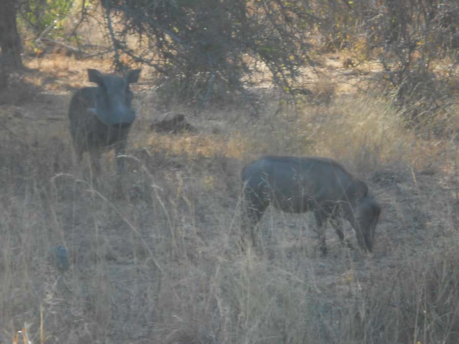Kruger National Park Morning Safari - Practical tips for making the seven hours better