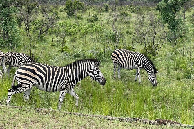 Kruger National Park & Panorama Route From Johannesburg 3 Days & 2 Nights - Why this trip works as a short South African escape
