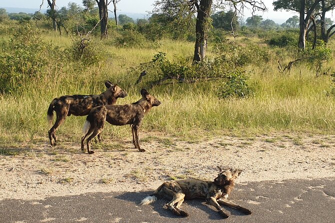 Kruger National Park & Panorama Route From Johannesburg 3 Days & 2 Nights - Graskop Gorge: views, markets, and optional thrills