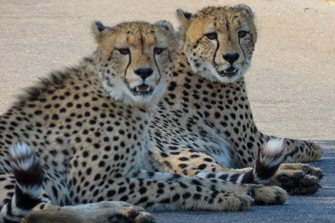 Kruger National Park - Private full day Safari trip. - Starting at Pabeni Gate near Hazyview
