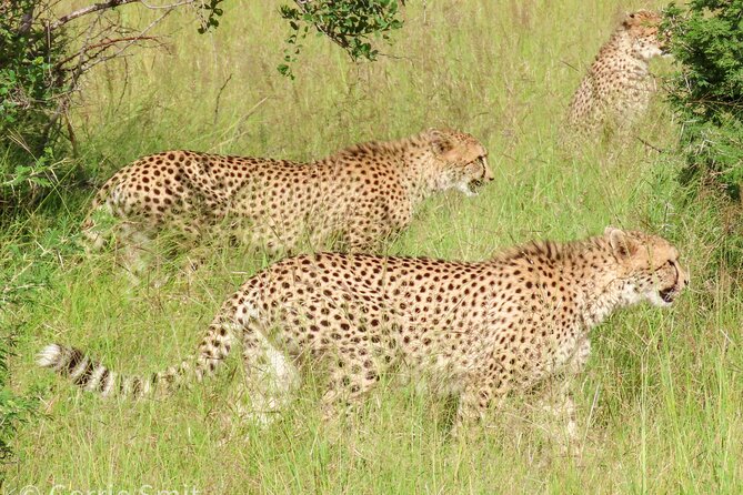Kruger National Park - Private full day Safari trip. - The value of $166.79 per person