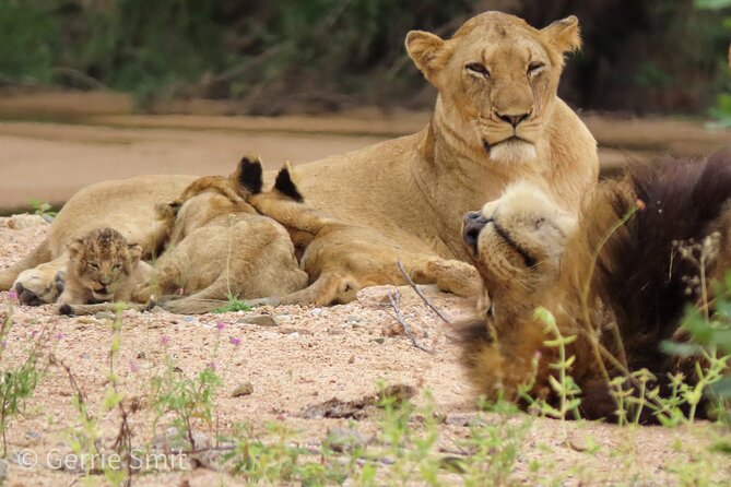 Kruger National Park - Private full day Safari trip. - The long day, the vehicle, and the trade-offs