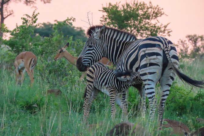 Kruger National Park - Private full day Safari trip. - Who will get the most from this safari