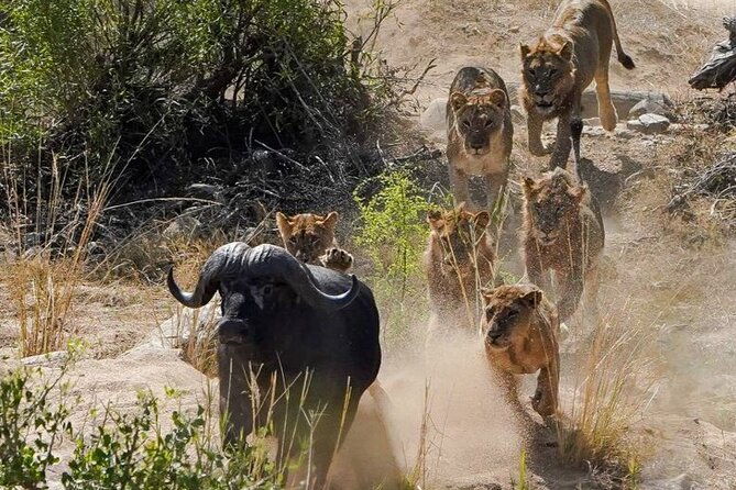 Kruger National Park - Private full day Safari trip. - Should you book the Kruger full-day safari?