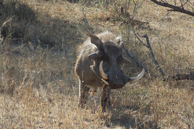 Kruger National Park - Private Sunrise Half day Safari trip. - Starting at 5:00 a.m. in Hazyview