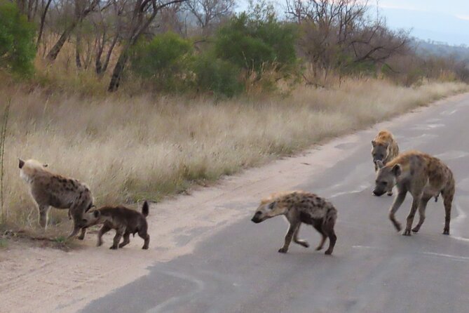 Kruger National Park - Private Sunrise Half day Safari trip. - Seven hours in an open safari vehicle