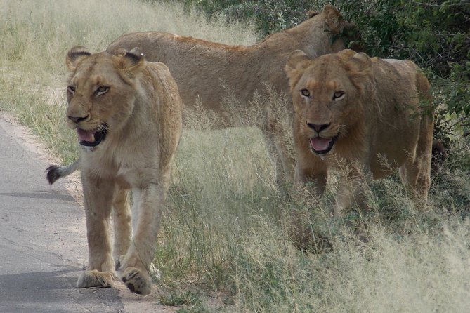 Kruger National Park - Private Sunrise Half day Safari trip. - What the vehicle and guide mean for your day