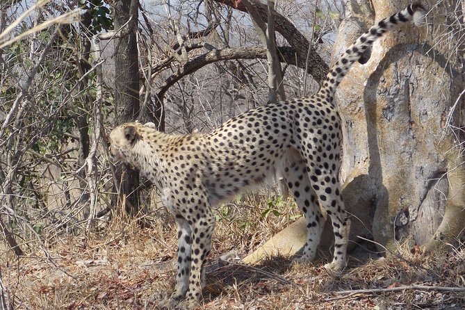 Kruger National Park - Private Sunrise Half day Safari trip. - Is $163.34 per person good value?