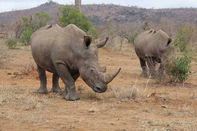 Kruger National Park - Private Sunrise Half day Safari trip. - Who should book this Kruger morning?
