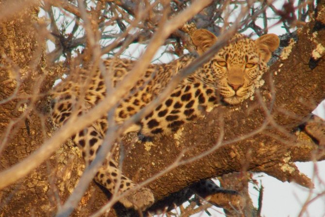Kruger National Park - Private Sunrise Half day Safari trip. - Entering Kruger through Phabeni Gate