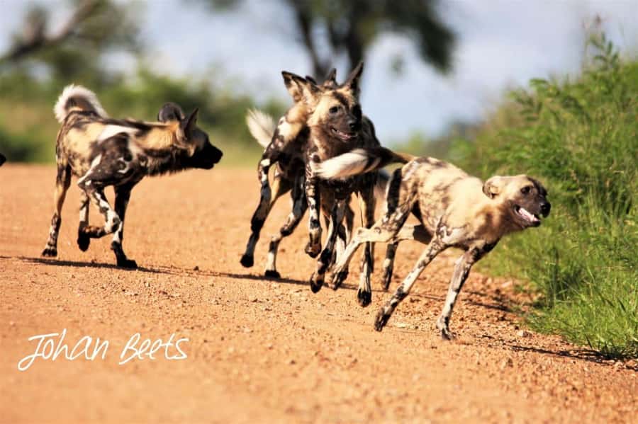 Kruger National Park Safari (Full Day) - Should you book this Kruger safari?