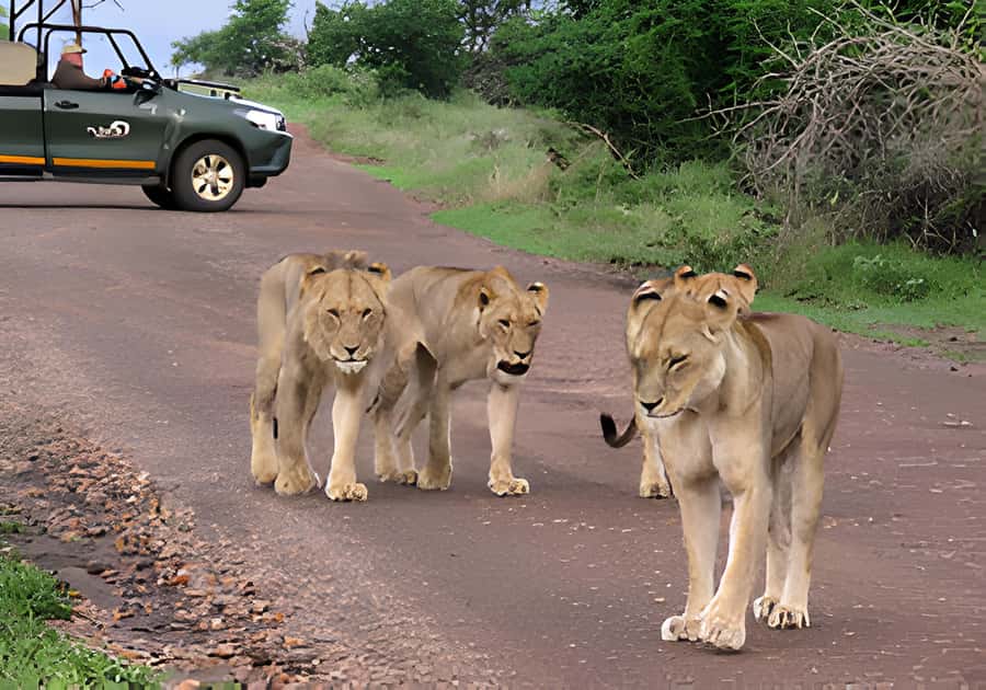 Kruger National Park Safari (Full Day) - Why a full day in Kruger makes sense