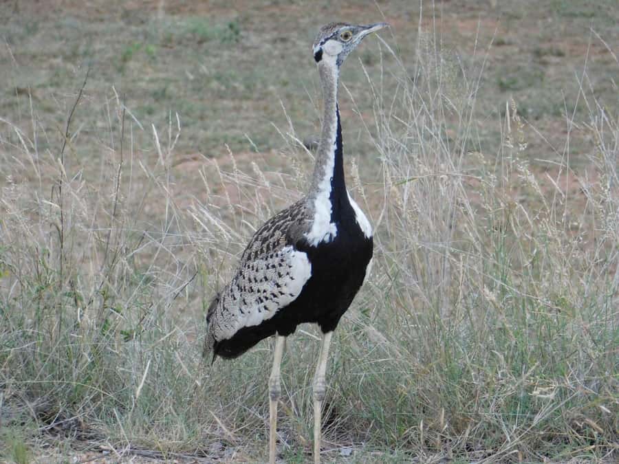 Kruger National Park Safari (Full Day) - The Big Five and the smaller surprises