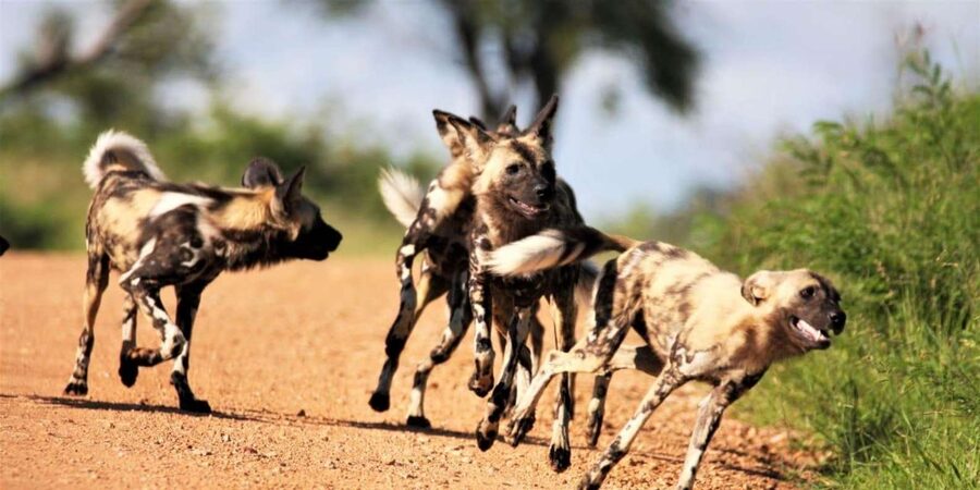 Kruger National Park Safari (Full Day) - Food, water, and the practical cost of $126