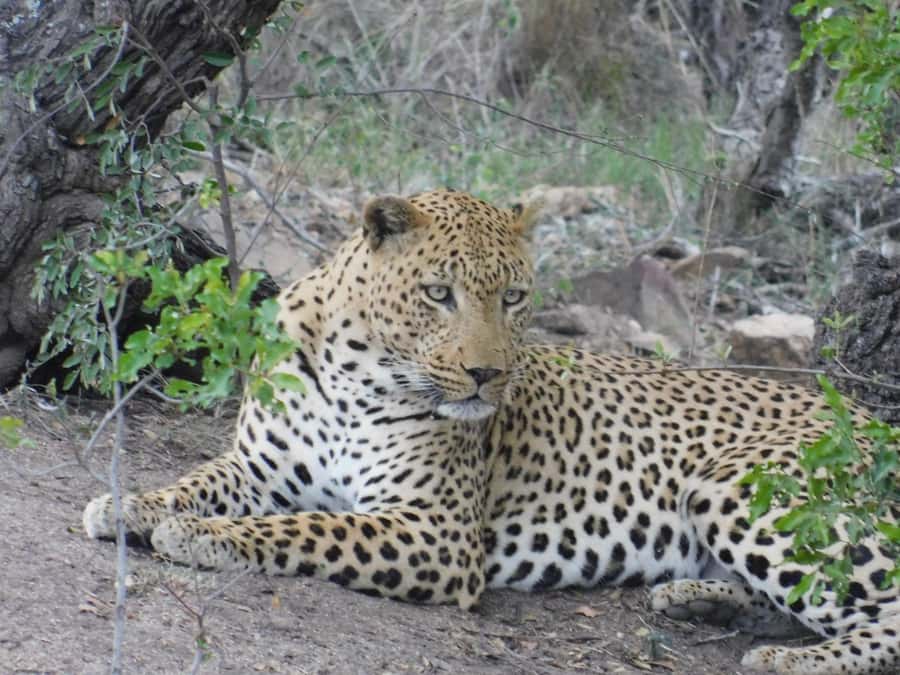 Kruger National Park Safari (Full Day) - Booking details worth checking first