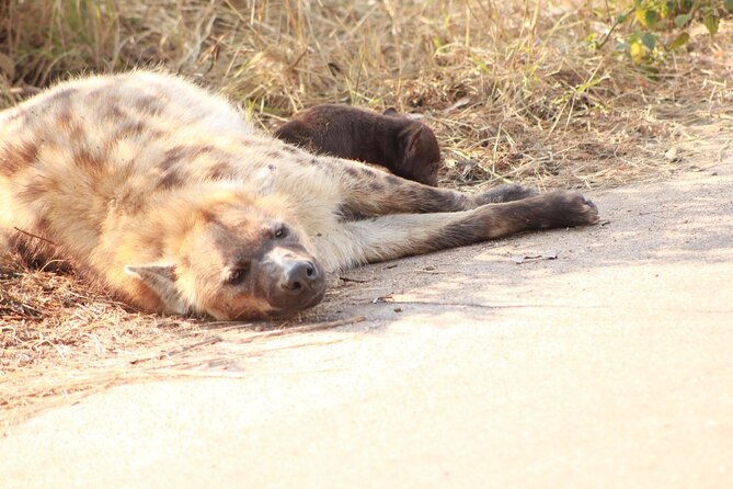 Kruger National Park, Safari Game Drive. - Why this Kruger drive is worth considering
