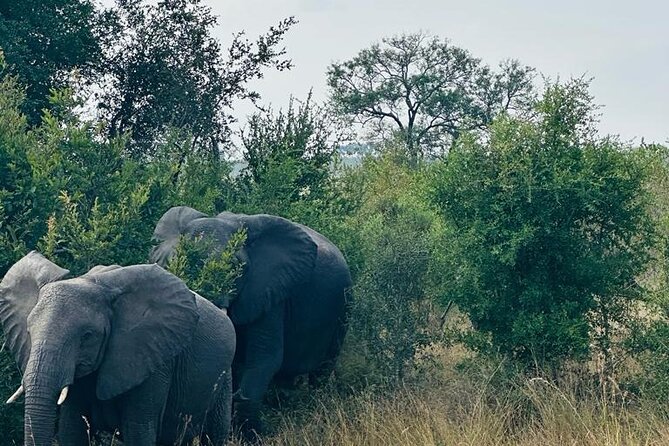 Kruger National Park, Safari Game Drive. - What the price of $103.89 really covers