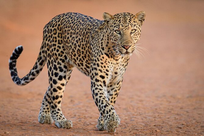Kruger National Park, Safari Game Drive. - Guides who shape the day