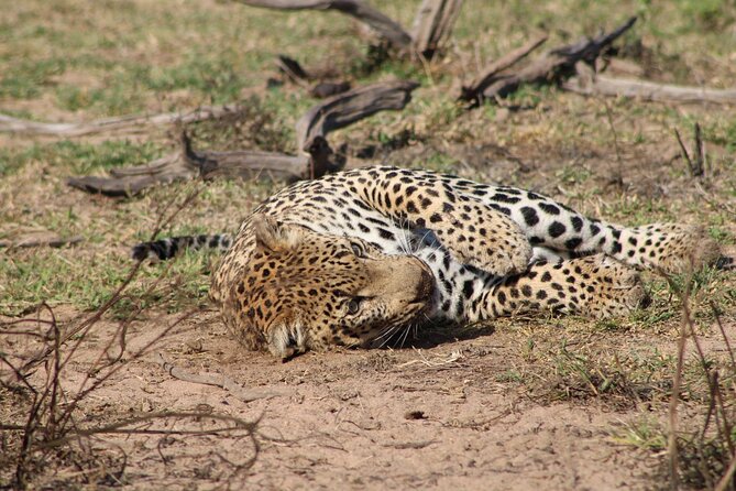 Kruger National Park, Safari Game Drive. - Heat, timing, and the less polished moments