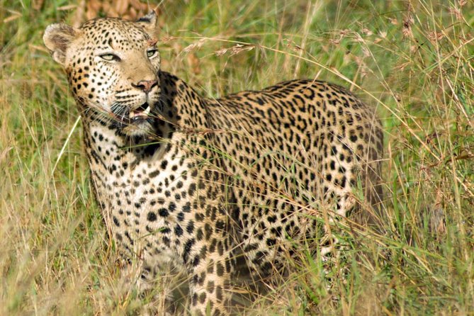 Kruger National Park, Safari Game Drive. - Who should book this safari