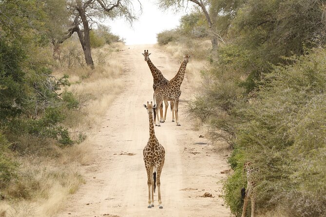 Kruger National Park sunrise Morning Private safari - What the private format changes
