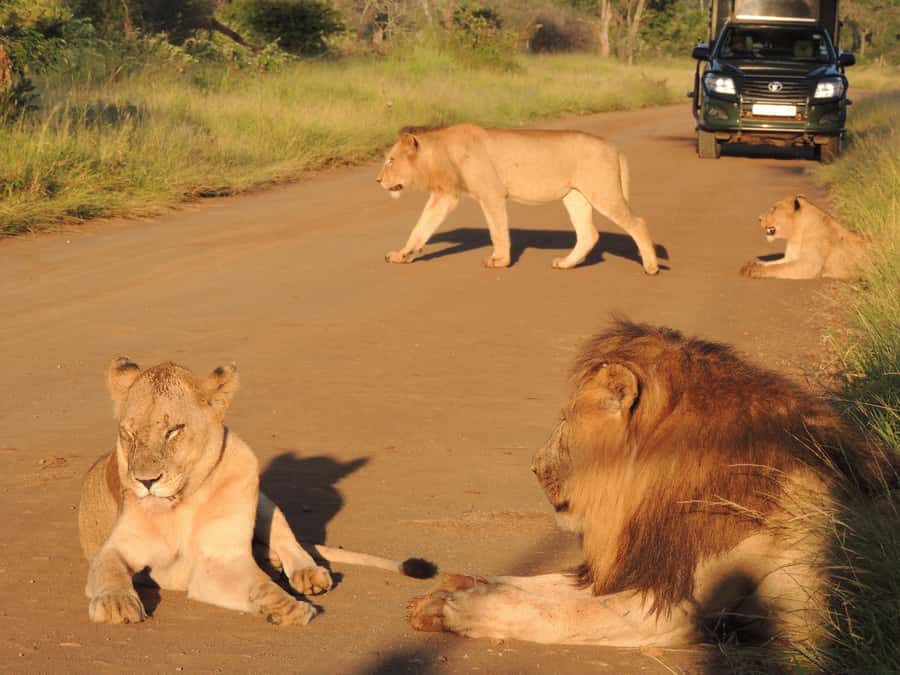 Kruger National Park: Wildlife-Watching Safari - Key points at a glance