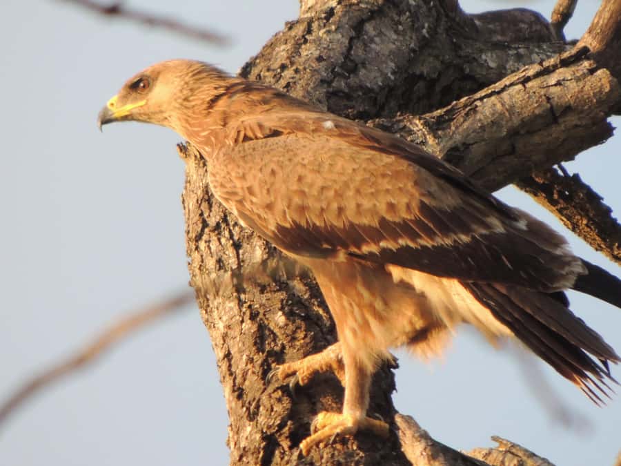 Kruger National Park: Wildlife-Watching Safari - Practical preparation before you go
