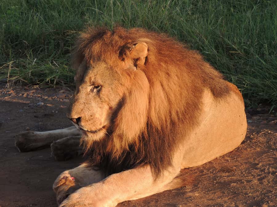 Kruger National Park: Wildlife-Watching Safari - What the Kruger safari is really like