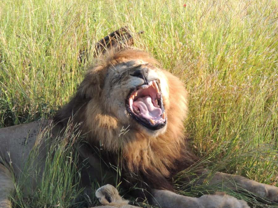 Kruger National Park: Wildlife-Watching Safari - Searching for lions, cheetahs, and leopards