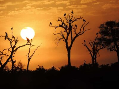 Kruger National Park: Wildlife-Watching Safari