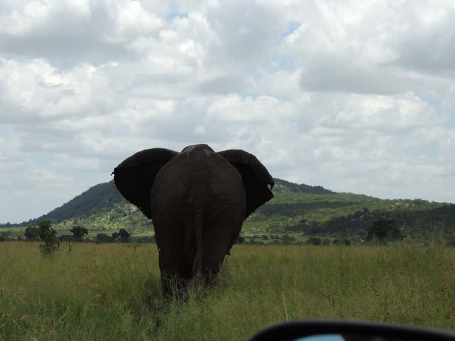 Kruger National Park: Wildlife-Watching Safari - Learning the park beyond animal checklists