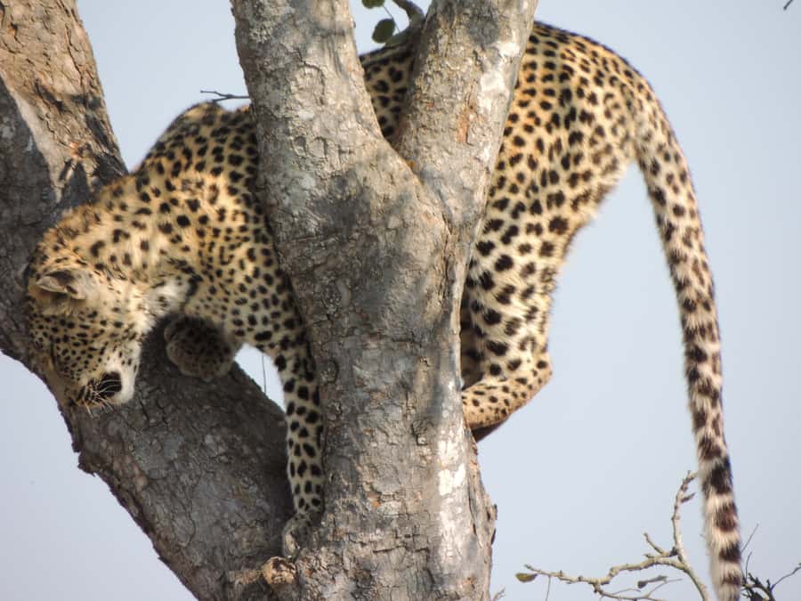 Kruger National Park: Wildlife-Watching Safari - Open vehicles and better photographs