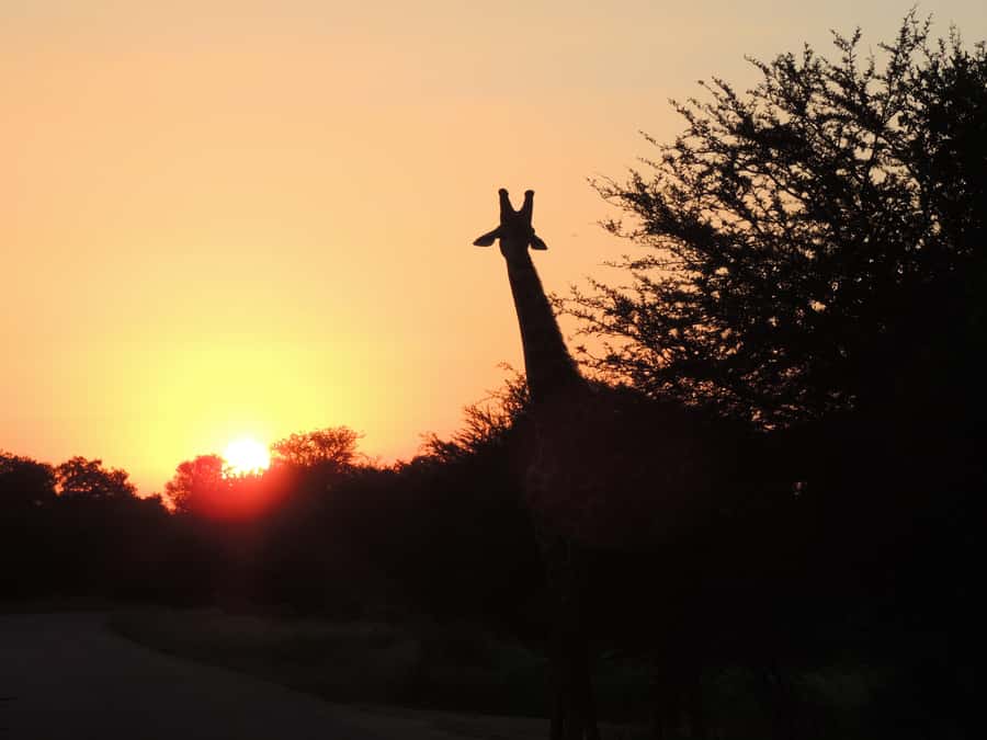 Kruger National Park: Wildlife-Watching Safari - Breaks, timing, and the pace of the drive