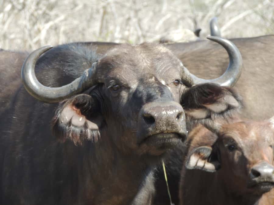 Kruger National Park: Wildlife-Watching Safari - Is $63 good value?