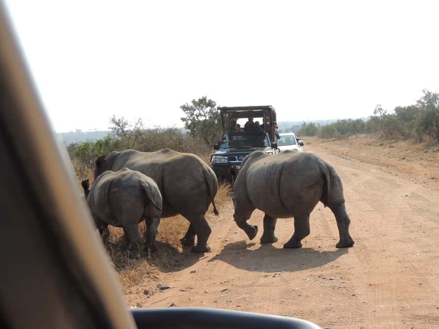Kruger National Park: Wildlife-Watching Safari - Who should book this game drive?