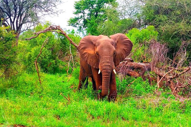 Kruger Park Full Day Guided Safari - Key points to know before booking