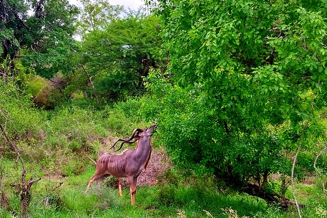 Kruger Park Full Day Guided Safari - Entering Kruger through the Phabeni area