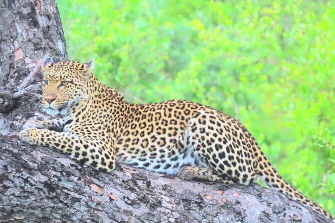 Kruger Park Full Day Guided Safari - Breakfast at a park camp around 08:15