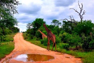 Kruger Park Full Day Guided Safari