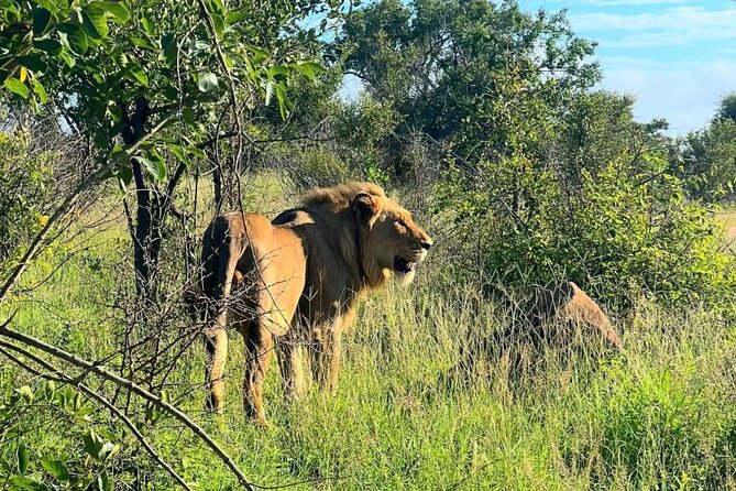 Kruger Park Full Day Guided Safari - Returning to the animals after breakfast
