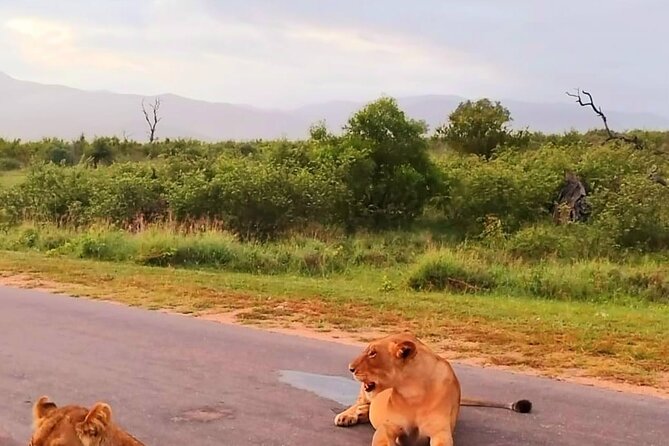 Kruger Park Full Day Guided Safari - Lunch around 12:45, then the final drive out