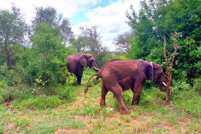 Kruger Park Full Day Guided Safari - What the $110.71 price buys you