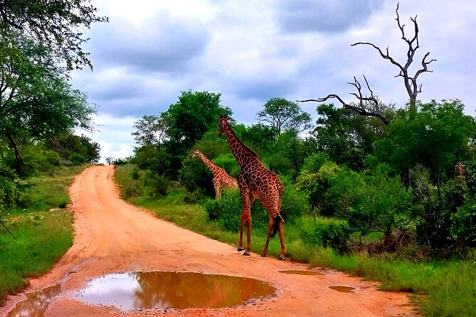 Kruger Park Full Day Guided Safari - The first three hours of game driving